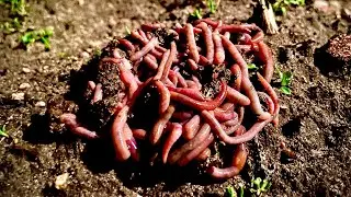 Where to look for earthworms in spring / how to collect worms for fishing