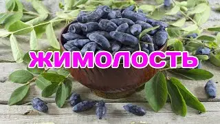 жимолость