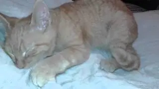kitten missing his mother