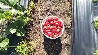 Malga Strawberries