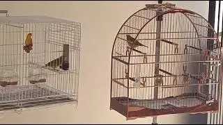 esquenta de canário da terra