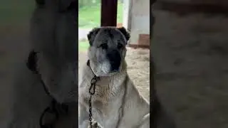 GERÇEK KANGAL KÖPEĞİ ASALETİ