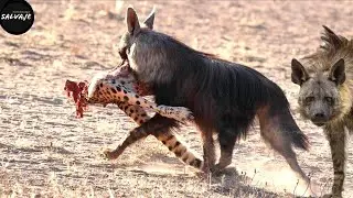 For this reason the brown hyena will be the terror of leopards, wild dogs and cheetahs.