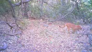 Mountain Lion O'Neill Regional Park!