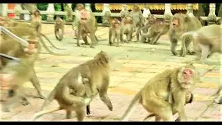 mom vigo Vikas is being attacked to protect himself and his children