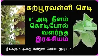 Karpuravalli plant grown 9ft, shock SECRET finally revealed