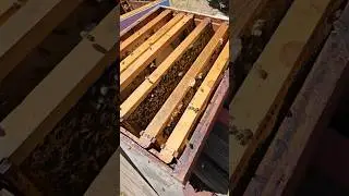 Bees having a buffet.