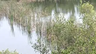 সুন্দরবনের কুমির, ঘড়িয়াল