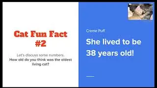 (3/3) Feline Rescue Showcase