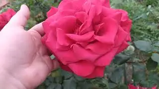 розы Эдит Пиаф и Гранд Аморе