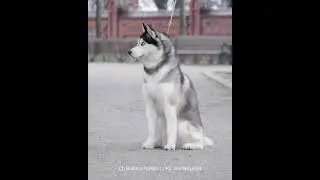 Ch Rus, Gr JCh BUENO PARDO LUKE SKYWALKER #dog #skywalker #husky  #siberianhusky