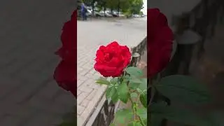 Луганск 10.09.2024