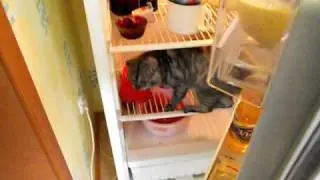 Встреча у холодильника