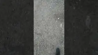 This cat is scared of my dog, so he keeps following us