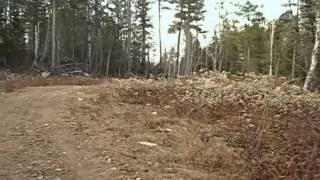 Cow moose