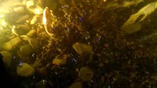 Японские карпы Кои