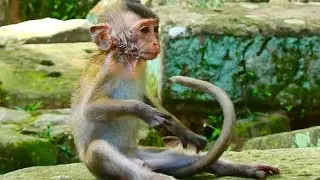 [RONNIE HUNGRY] POOR BABY MONKEY NO MILK FEEDING 