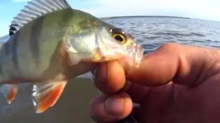 Ловля окуня на отводной на водохранилище.....