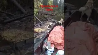Опасный путь по реке в таёжную избу #наприродевкоми #походпореке #жесть