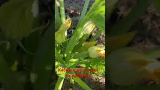 Кабачок Цукини ростёт как на дрожжах