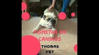 piometra en caninos - THOMAS VET