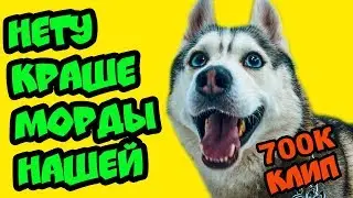 НЕТУ КРАШЕ МОРДЫ НАШЕЙ!! Клип на 700К (Хаски Бандит) Говорящая собака
