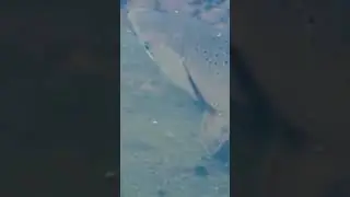 Что за рыба !?