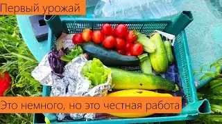 Июль 2024. Обзор дачи. Первый урожай года! Результаты хорошие! Дожди и время увеличат урожай в разы!
