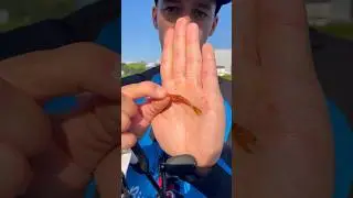 Самая лучшая оснастка для мелкого хищника 