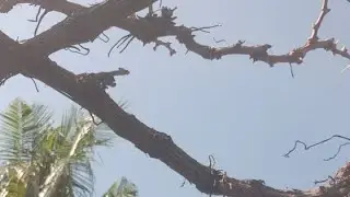 PRUNING PEMBUAHAN KEBUN ANGGUR