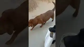 MYFUNNY DOG | CARRY BAG   🐕