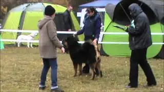 Апачи выставка милениум класс щенков  05 10 2014