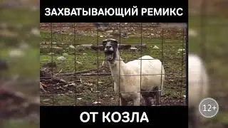 Ремикс от козла