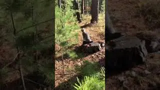 Мой кот любит природу, как и я)))