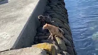 коты подрались и упали в речку
