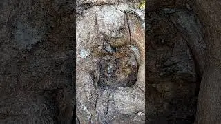 Сероглазая мышка в сером чепчике греет мышат в холодной норке.