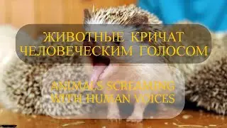 ЖИВОТНЫЕ КРИЧАТ КАК ЧЕЛОВЕК | ANIMALS SCREAMING WITH HUMAN VOICES