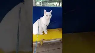 Котик в домике))) 