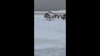 Home Turkeys meet Foam Turkey Decoy