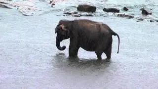 Elephants and dogs in rainy river at Pinnawala