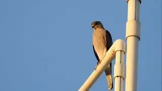 Shikra with kill / શકરો