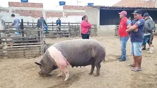 SUÍNOS COM PREÇO EM ALTA EM CACHOEIRINHA-PE, ALÉM DE CAPRINOS E OVINOS 29-08-2024 #nordeste.