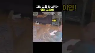 자식 교육 잘 시키는 어미고양이 