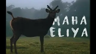 Maha Eliya -  Kirigalpoththa  2018 ( Horton Plains )