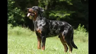 BEAUCERON (FRENCH SHORTHAIR SHEEPDOG)