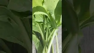 Что такое выросло на свекольной грядке?