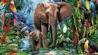 Kids animations children'appy morning music cocomelon dance
