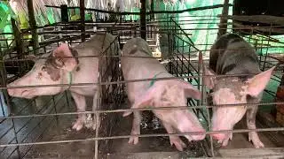 When the mother is hungry, she screams