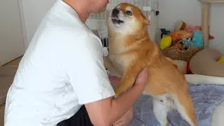健気すぎる柴犬ハチ、自分の想いを伝える姿が話題に（特に最後）