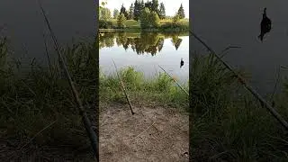 Эх рыбалочка.
